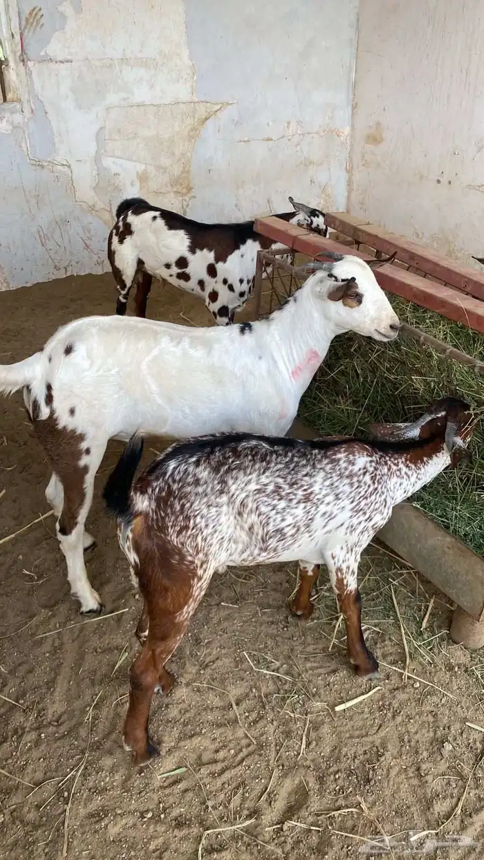 مثلث النقل الجماعي 0