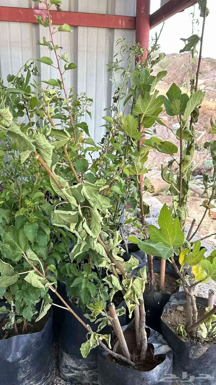 شتلات بريال الموقع الشفا 0