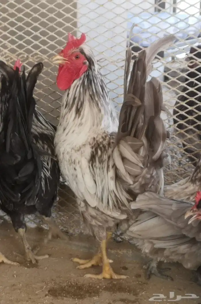 ديوك عربي شباب 14