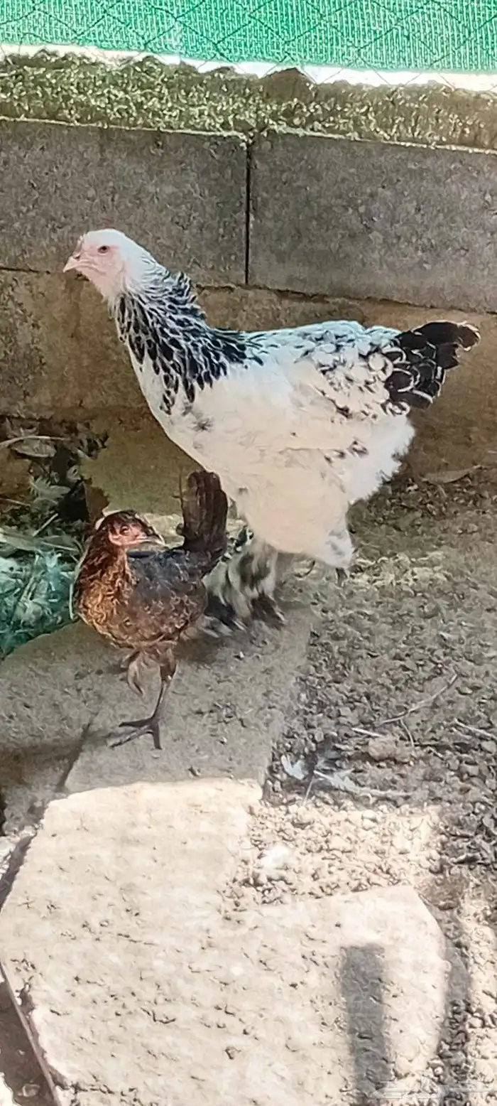 ديك براهما ودجاجه 0