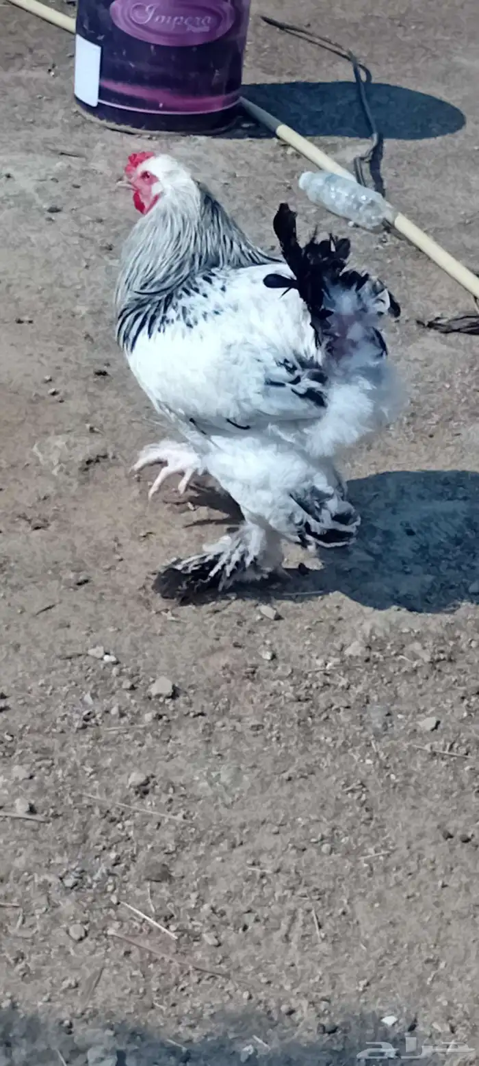 ديك براهما ودجاجه 1