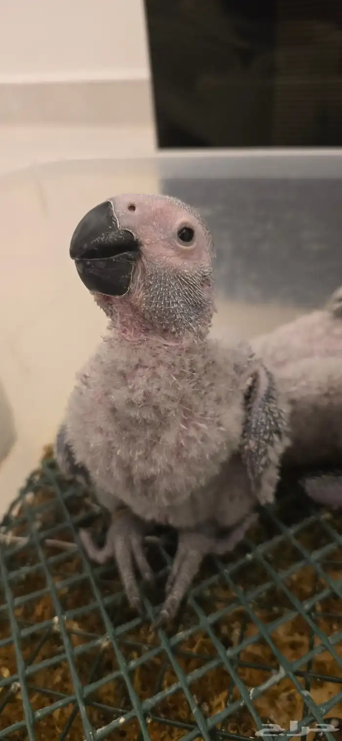 فرخ ببغاء كاسكو انتاج محلي اقساط 1
