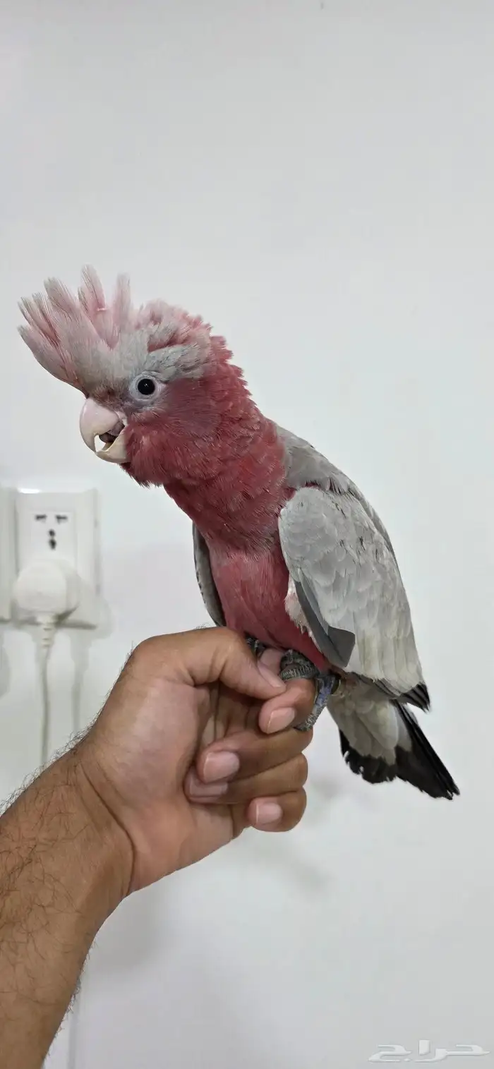 فرخ كوكاتو قالا 0