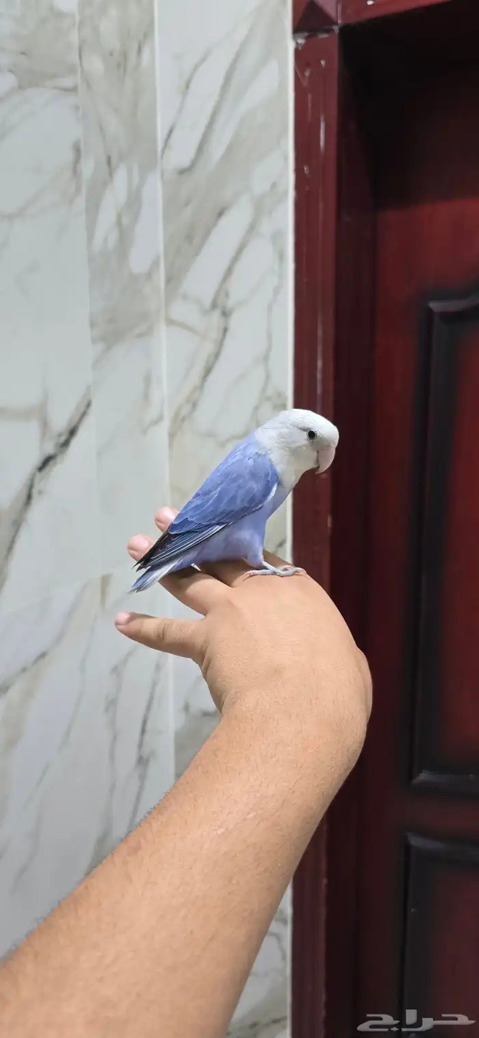 عصفور أليف 0