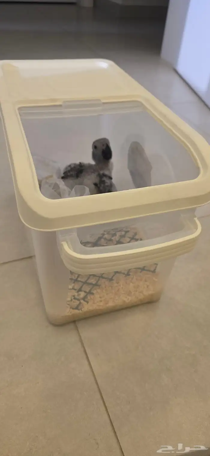 فرخ ببغاء كاسكو انتاج محلي اقساط 3