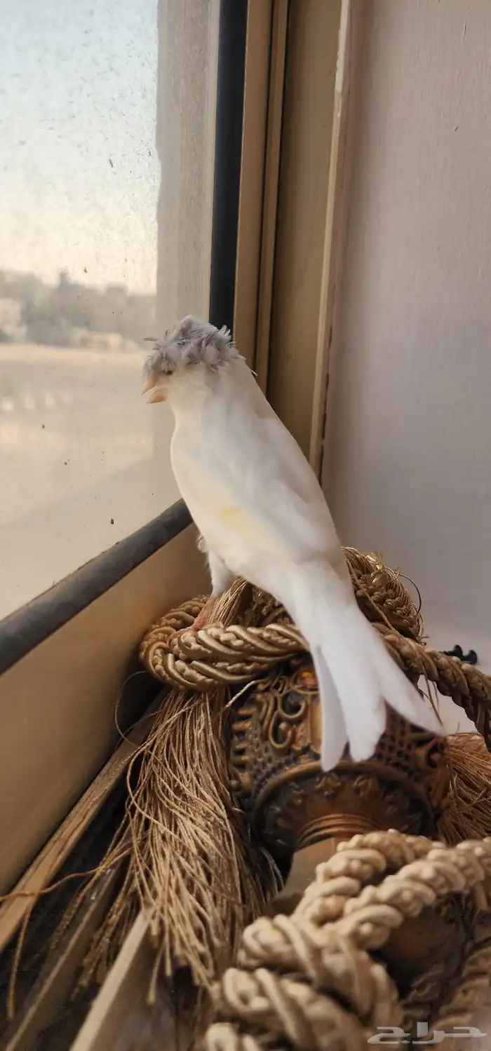 انثى هولنديه كرست 4