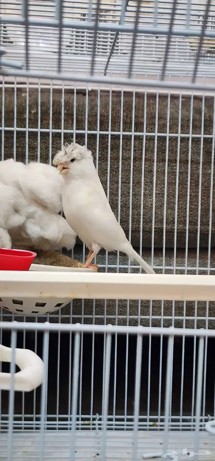 انثى هولنديه كرست 1