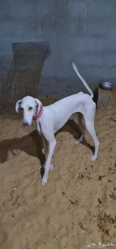 سلقه للبيع index