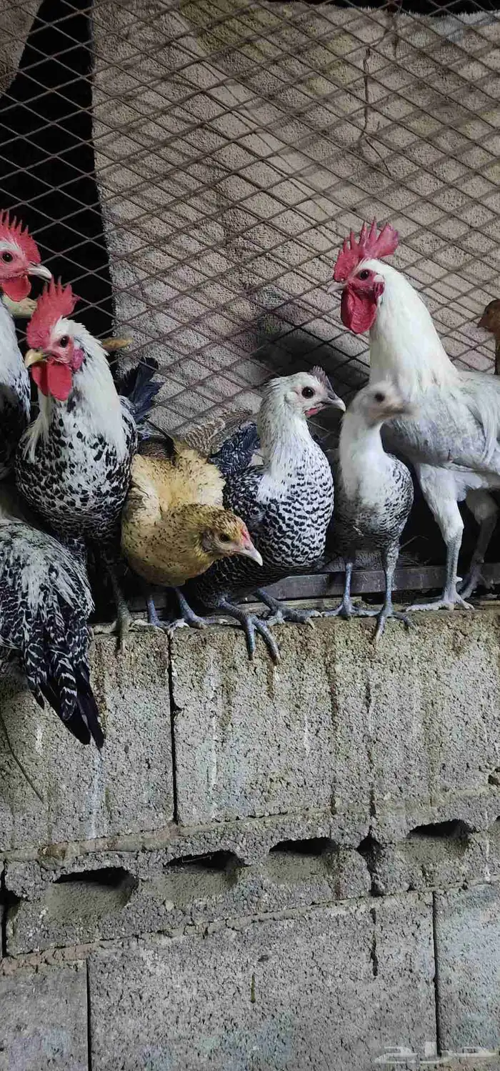 للبيع دجاج 19