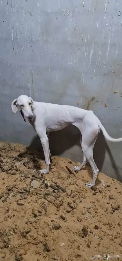 سلقه للبيع index