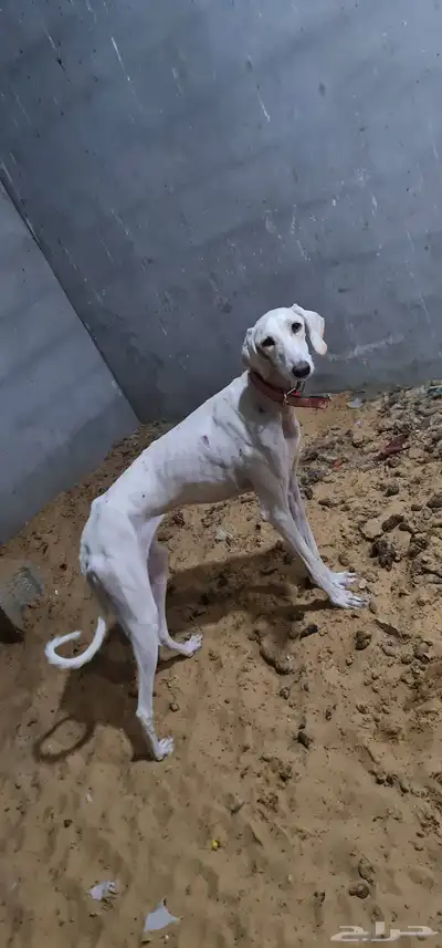 سلقه للبيع index