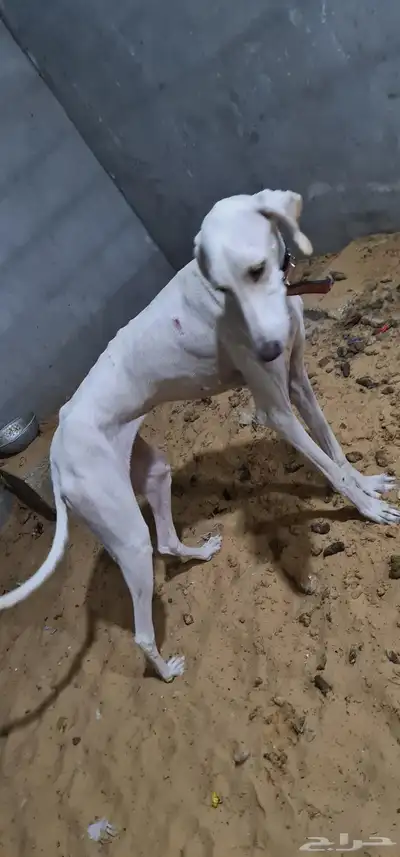 سلقه للبيع index