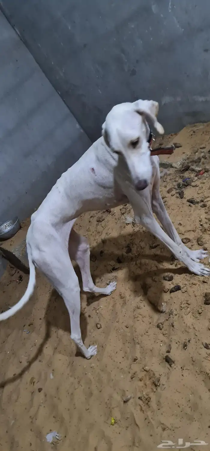 سلقه للبيع 1