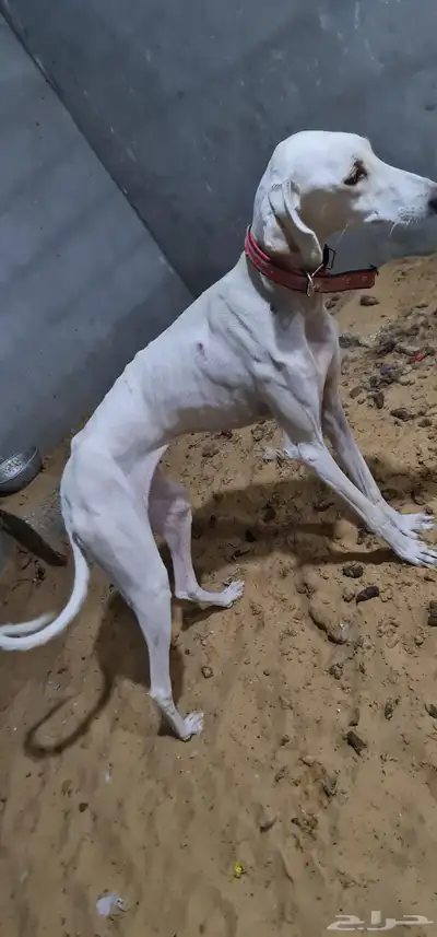 سلقه للبيع index