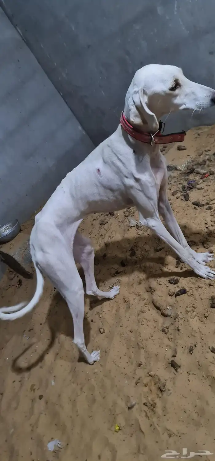 سلقه للبيع 3