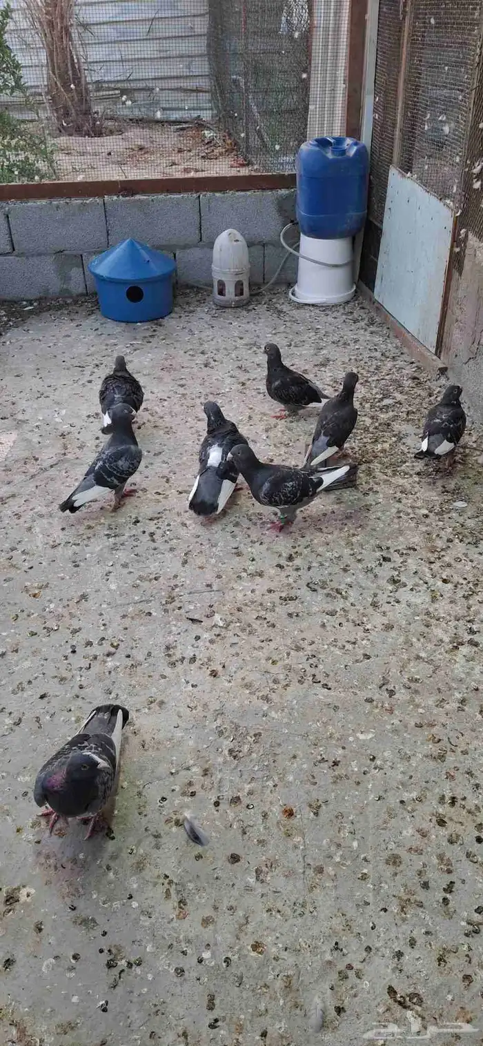 للبيع 8طسور بلق 0