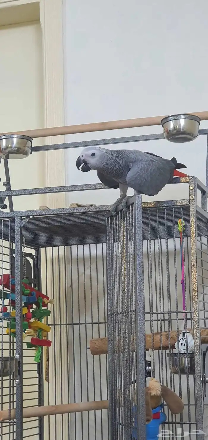 ببغاء فرخ كاسكو 0