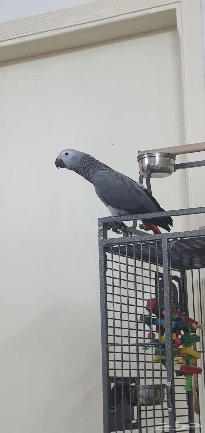 ببغاء فرخ كاسكو 1