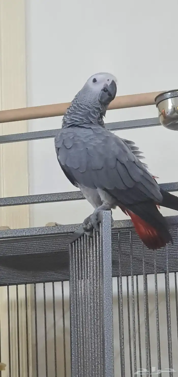 ببغاء فرخ كاسكو 9