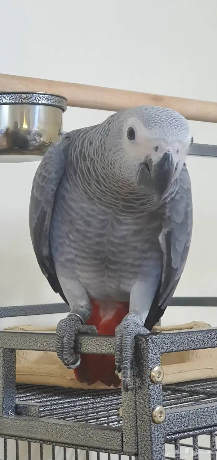 ببغاء فرخ كاسكو 3