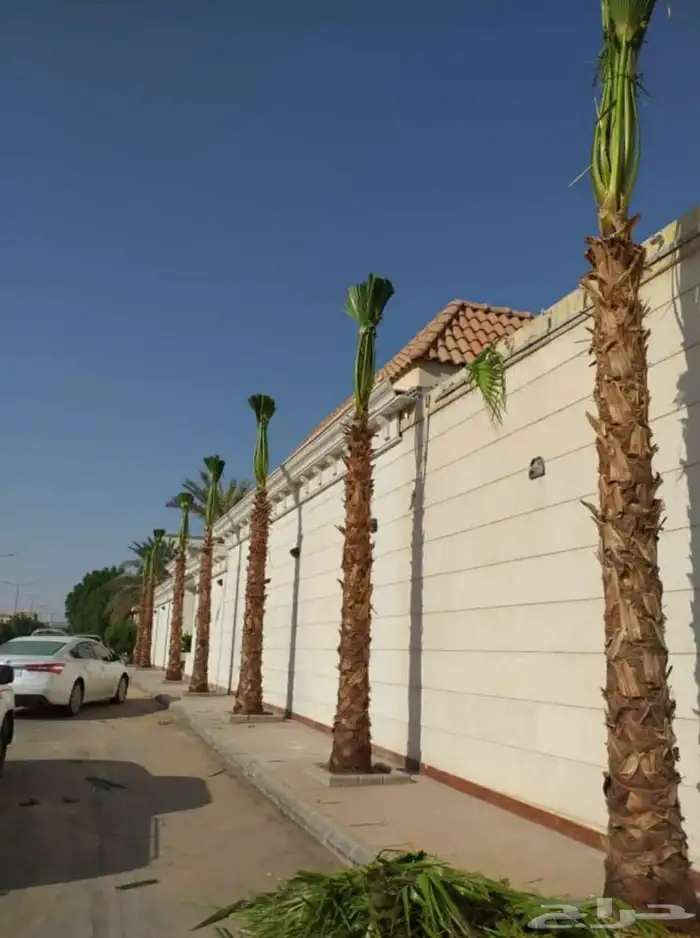 نخل واشنطني امريكي ابو مروحه 4