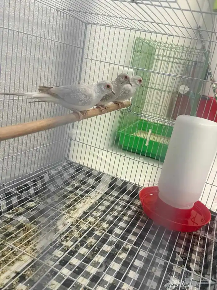 حمام الماسي 3