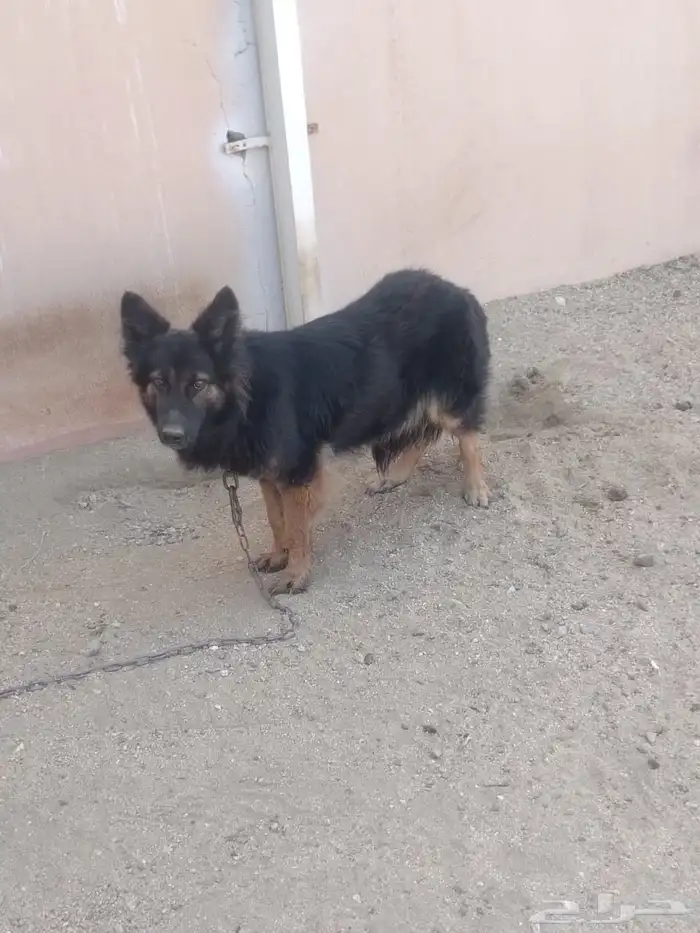 أنثى جيرمن للبيع 0