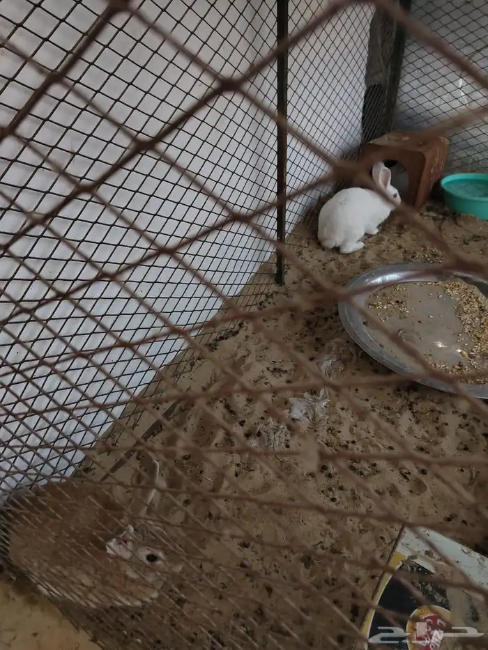 أرانب منتجه 4