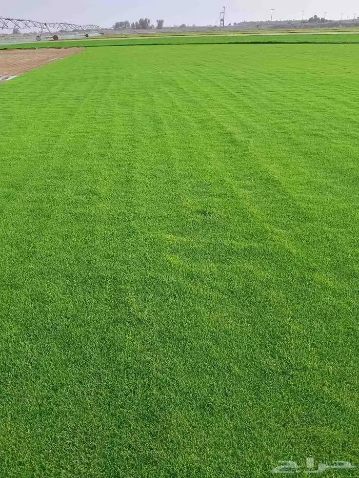 مسطحات خضراء 9