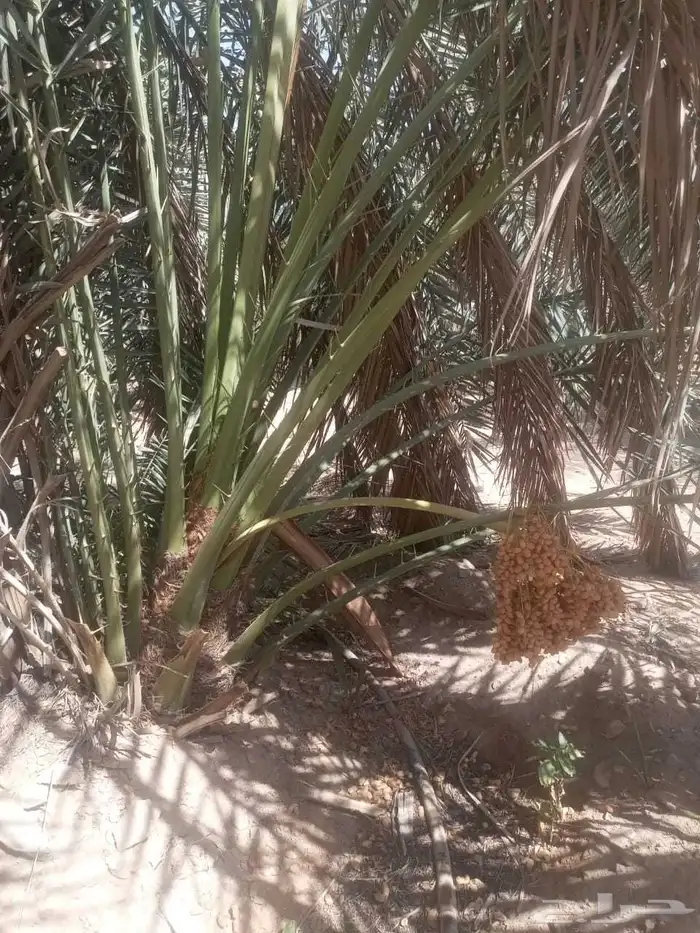 نخل نخيل للبيع   خلاص برحي سكري شيشي هلالي مجدوله عجوه 7