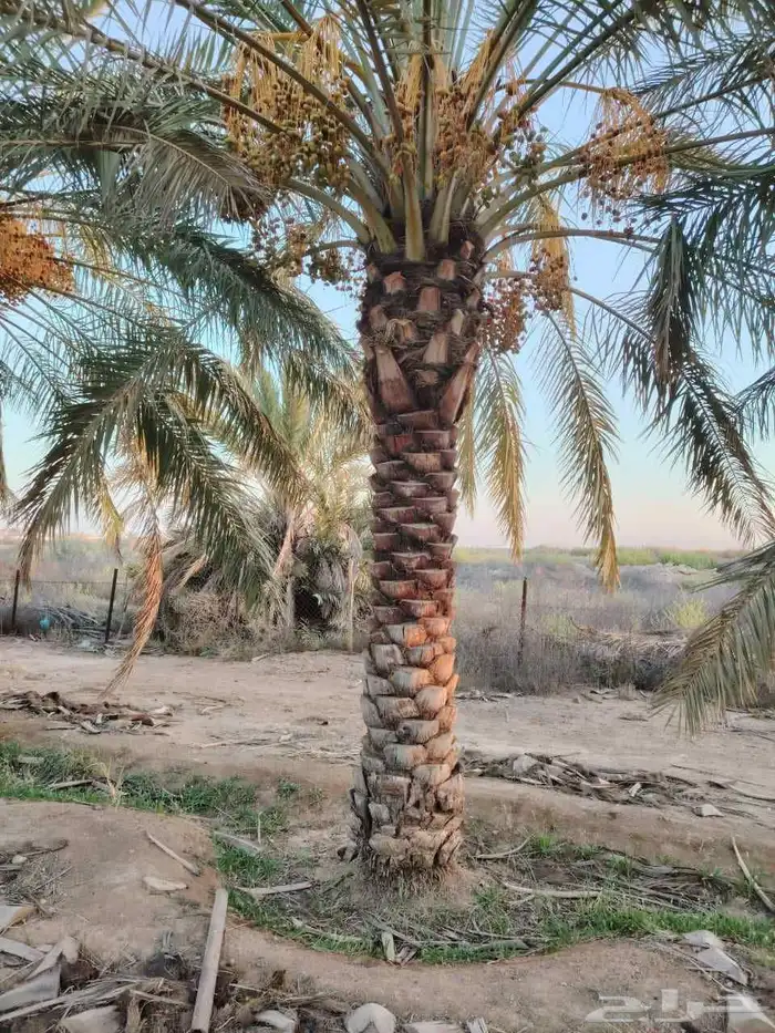 يوجد لدينا نخل عربي وشنطني 0