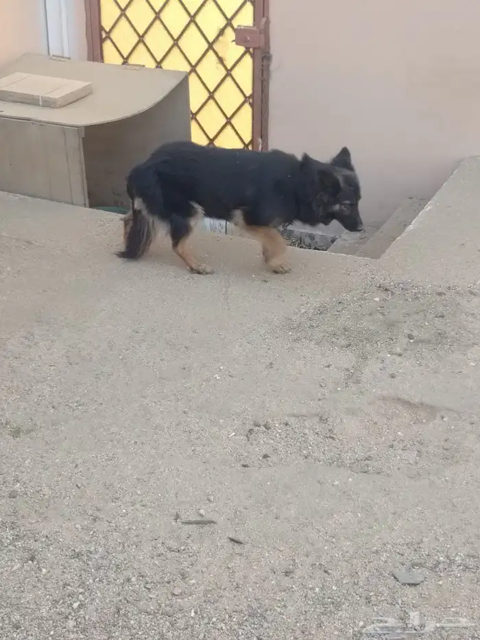 أنثى جيرمن للبيع 3