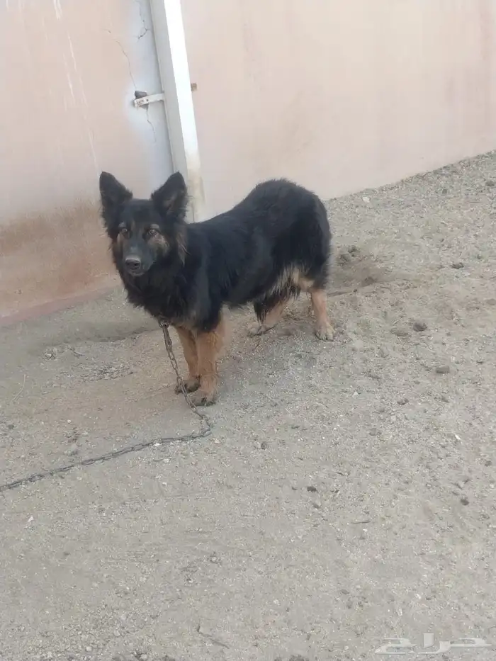 أنثى جيرمن للبيع 1