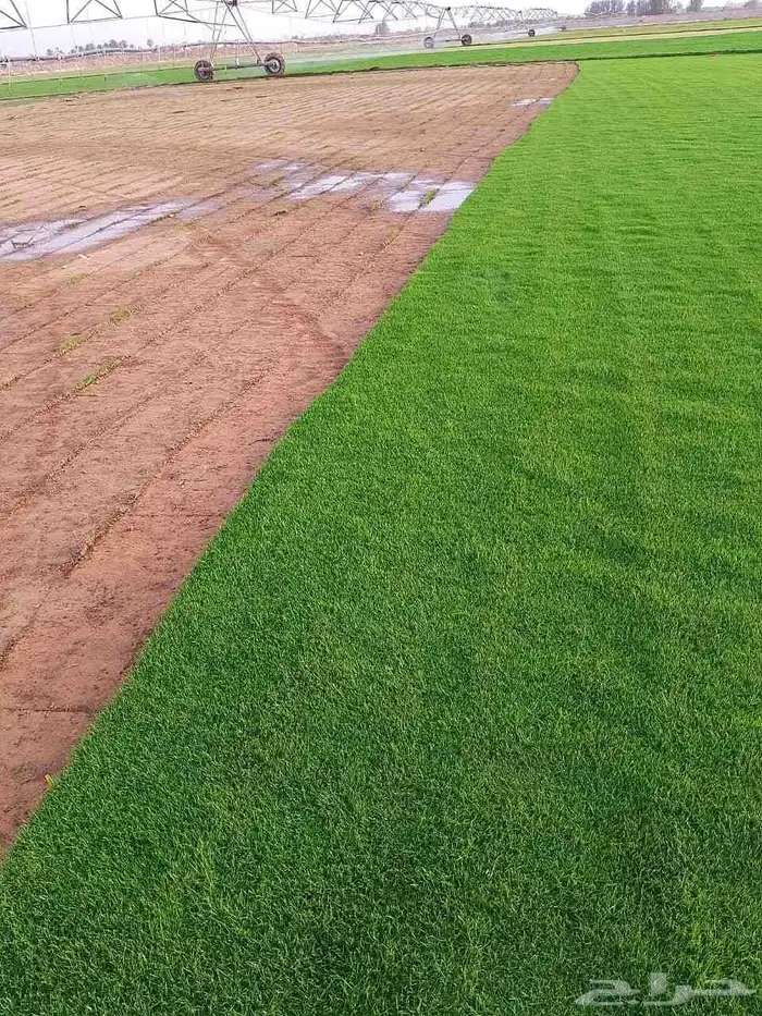 مسطحات خضراء 7