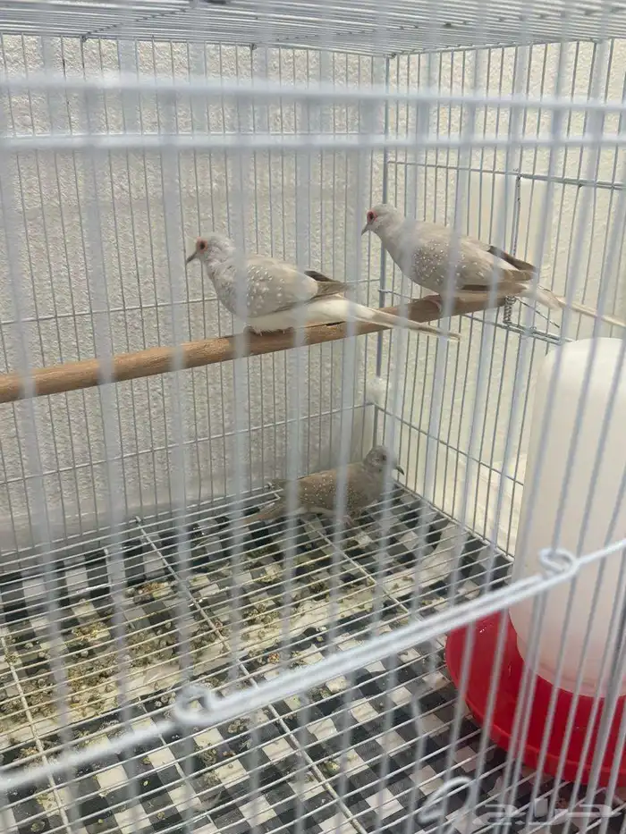 حمام الماسي 2