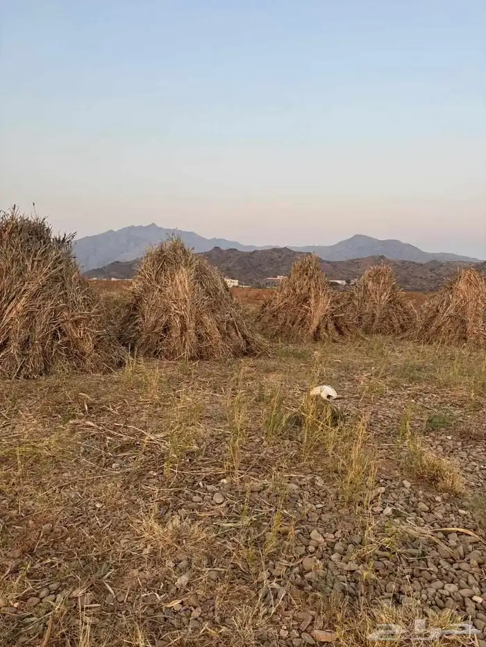 قصب بلدي للبيع الموقع محايل عسير 1