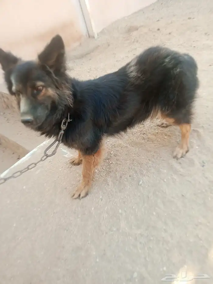 أنثى جيرمن للبيع 2