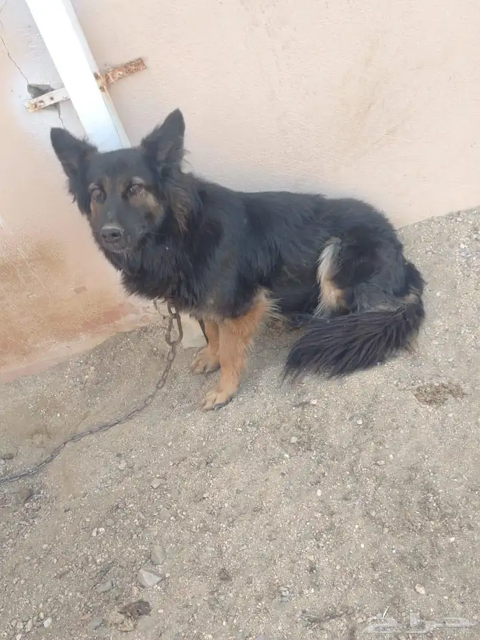 أنثى جيرمن للبيع 4