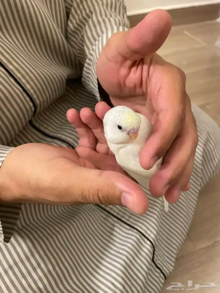 طيور بادجي (عاشق ومعشوق) أليفة وبألوان مميزة 0