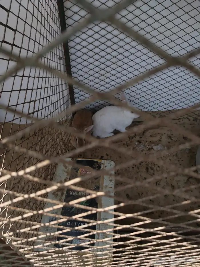 أرانب منتجه 3