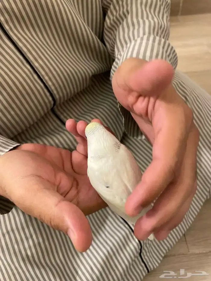 طيور بادجي (عاشق ومعشوق) أليفة وبألوان مميزة 1