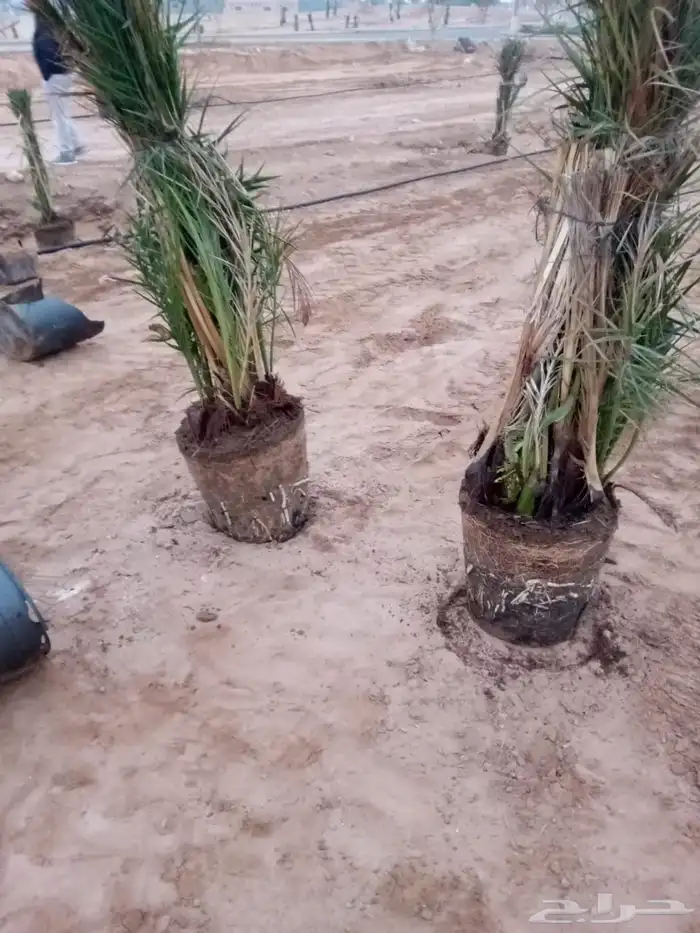 نخل للبيع جميع انواع 7