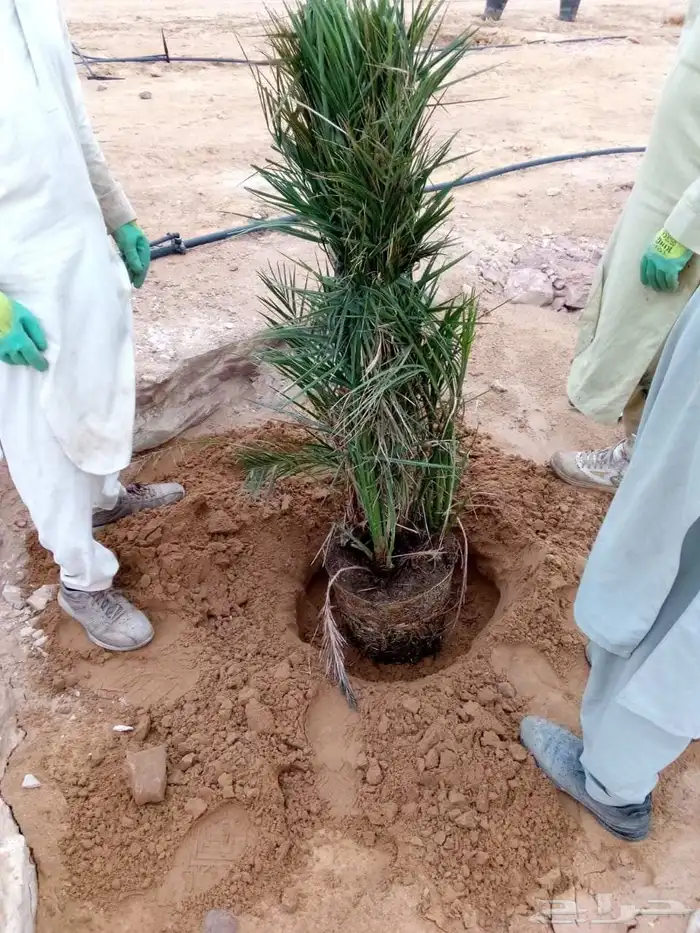 نخل للبيع جميع انواع 4