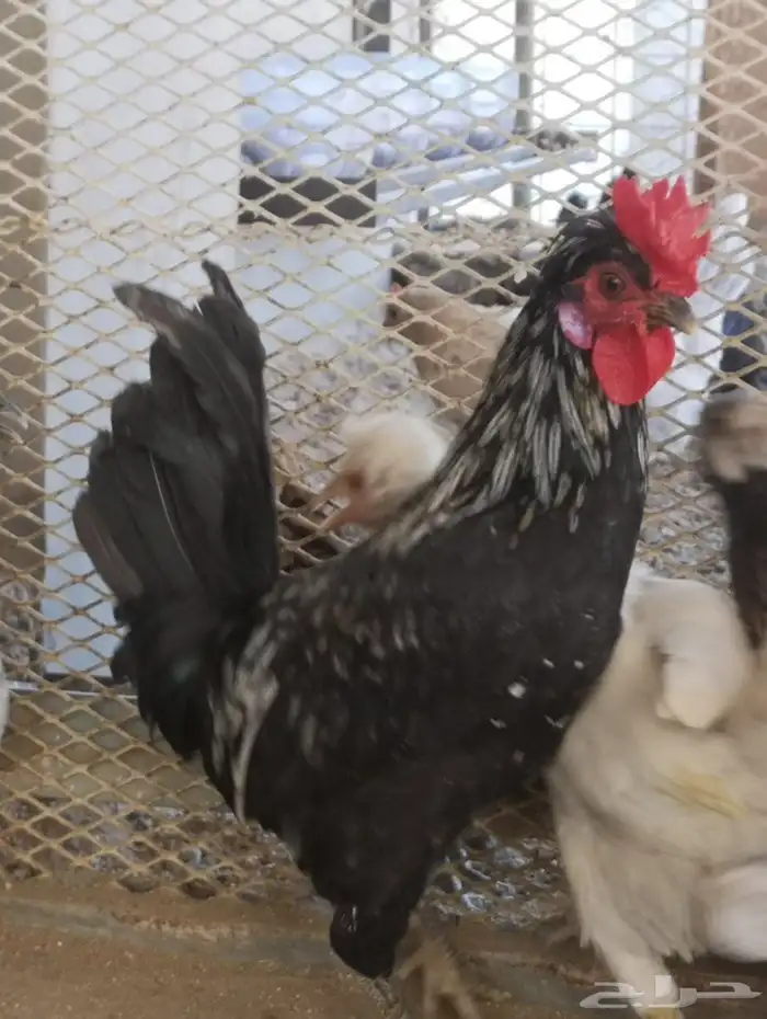 ديوك عربي شباب 4