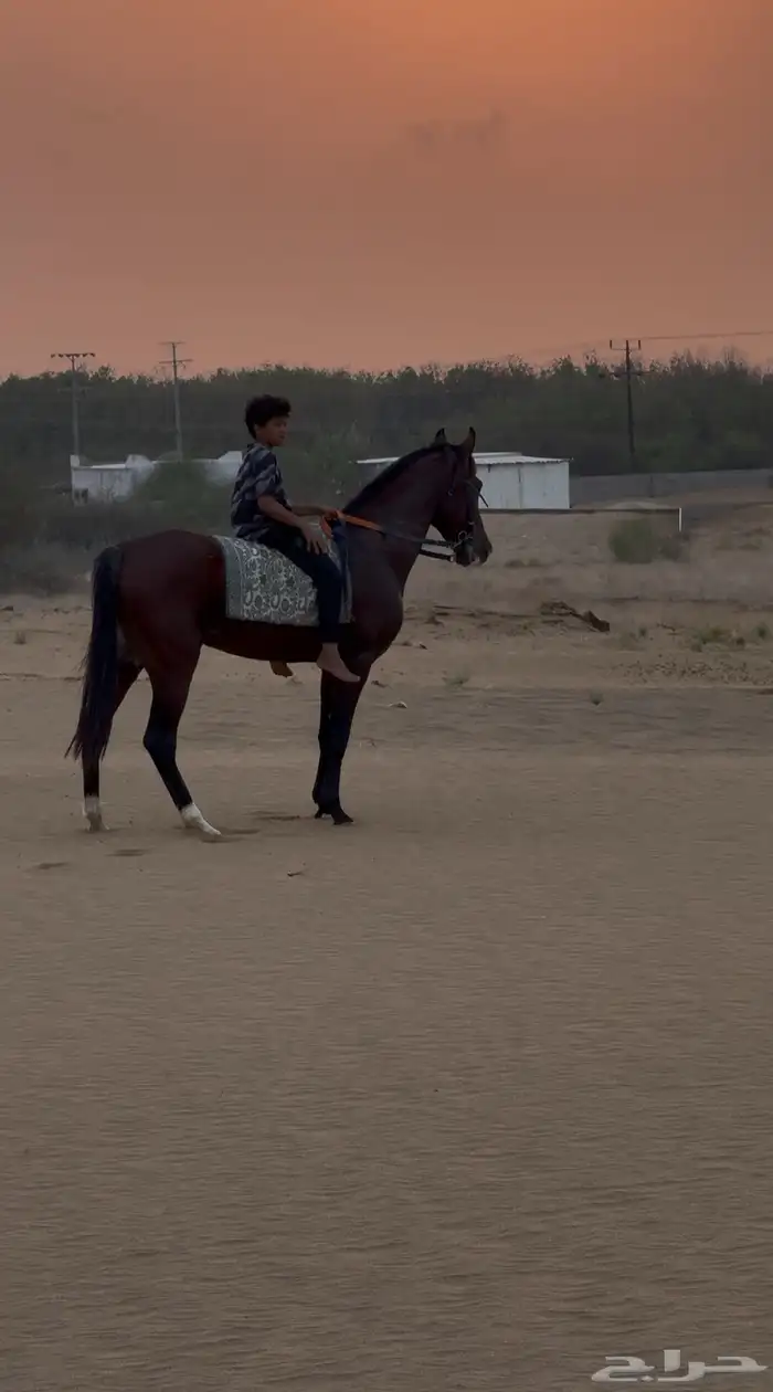 حصان شعبي حار جدا 2