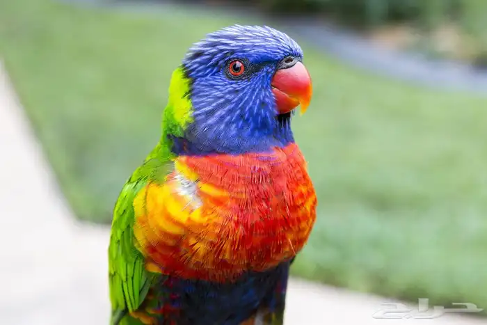 بغبغاء اللوري قوس قزح 0