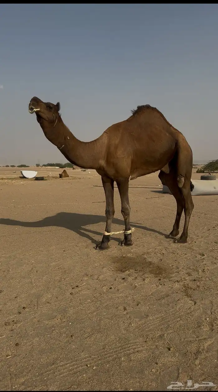 قعود ثني حمر مشروط 0