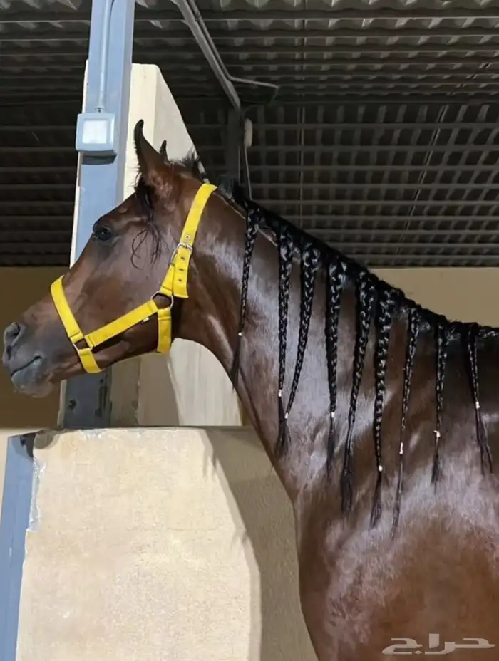 حصان شعبي لبيع 0