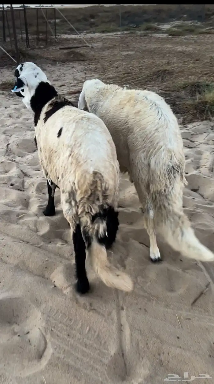 سواكن فل الفل ظهر وطرف مرابي 0