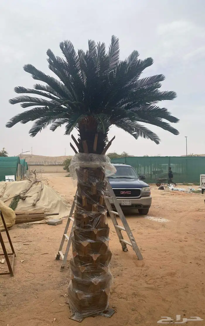 ورق نخل محنط ومجفف 2